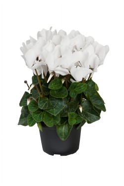 Cyclamen Allure pure White